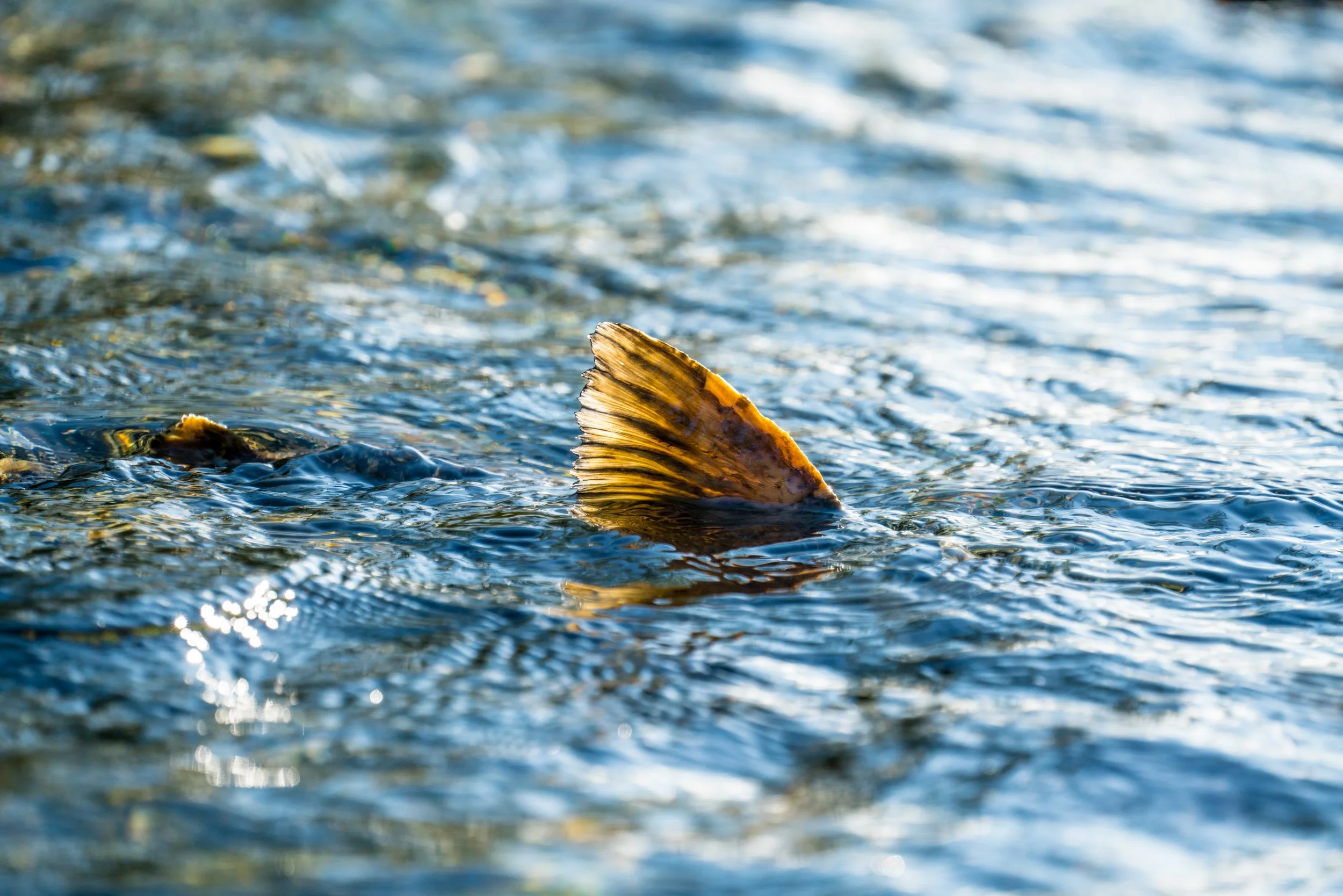 The Gypsy Fish Company — SalmonState